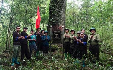 Cây Di sản Việt Nam Thiết sam Đông Bắc đang được bảo vệ tại khu vực Tà Cay Đằng, bản Nả Háng, xã Chế Tạo, huyện Mù Cang Chải.