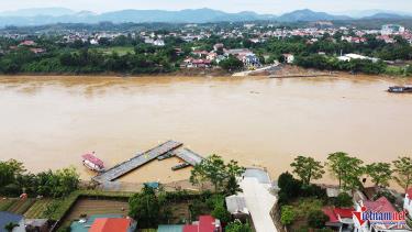 Hiện tại, cầu phao Phong Châu đã buộc phải tháo rời do nước sông Hồng chảy xiết.