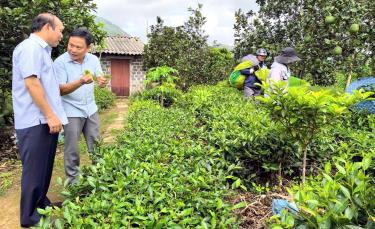 Liên minh HTX tỉnh Yên Bái cùng nhà đầu tư khảo sát vùng nguyên liệu chè huyện Văn Chấn để nghiên cứu đầu tư chiết xuất tinh dầu chè xuất khẩu.