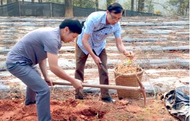 Lãnh đạo Liên minh HTX tỉnh Yên Bái tìm hiểu thực tế mô hình trồng sâm Ngọc Linh và sâm Lai Châu ở xã Púng Luông, huyện Mù Cang Chải.