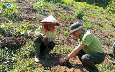 Cán bộ kiểm lâm huyện Văn Chấn hướng dẫn người dân kỹ thuật trồng rừng.