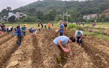 Xã Đại Phác, huyện Văn Yên tổ chức các buổi giúp đỡ, động viên nhân dân trồng ngô đông sau bão lũ.