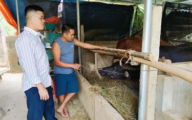 Cán bộ xã Đào Thịnh kiểm tra mô hình chăn nuôi trâu, bò của hộ ông Vũ Mạnh Thắng ở thôn 2 sau lũ.