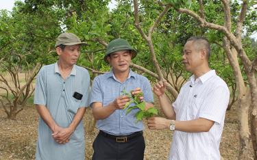 Tiến sĩ Bùi Quang Đãng - Viện Khoa học nông nghiệp Việt Nam (bìa phải) trao đổi, hướng dẫn các biện pháp cắt tỉa mầm chồi cho cây bưởi với lãnh đạo huyện Yện Bình và người trồng bưởi Đại Minh