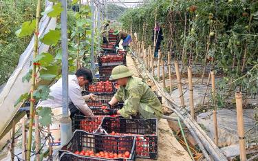 Mô hình nông nghiệp theo hướng hiện đại đã góp phần tạo công ăn việc làm, thu nhập ổn định cho người dân xã Nậm Khắt, huyện Mù Cang Chải.