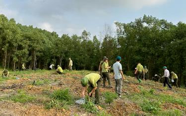 Cán bộ Hạt Kiểm lâm huyện, cán bộ công chức, viên chức, nhân dân thôn Hồng Bàng, xã Đại Đồng ra quân trồng bổ sung vào diện tích rừng bị thiệt hại do ảnh hưởng của bão số 3