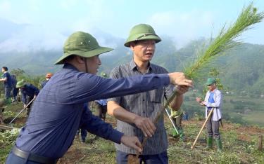 Đồng chí Nguyễn Thế Phước - Phó Chủ tịch Thường trực UBND tỉnh kiểm tra cây thông Caribe trước khi trồng.
