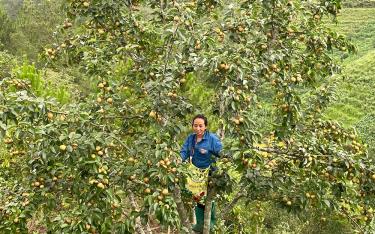 Residents of Pung Luong commune, Mu Cang Chai district, actively transitioning to cultivating Taiwan pears over an area of approximately 80 hectares.