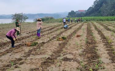 Người dân xã Xuân Ái tích cực sản xuất vụ đông sau bão lũ.