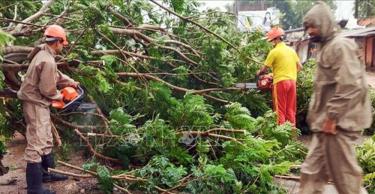 Cây cối gãy đổ do bão Dana tại Astaranga, thành phố Puri, Ấn Độ, ngày 24/10/2024.