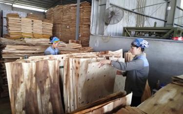 Sản xuất ván dán Plywood ở Công ty cổ phần Sản xuất và Thương mại Kim Gia, Khu Công nghiệp phía Nam tỉnh.