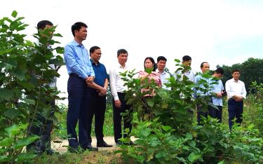 Đồng chí Phó Chủ tịch Thường trực UBND tỉnh Nguyễn Thế Phước và đoàn công tác kiểm tra cánh đồng dâu tại thôn Đình Xây, xã Báo Đáp