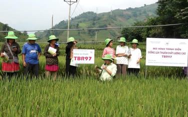 Mô hình thâm canh giống lúa thuần chất lượng cao TBR 97 tại xã Trạm Tấu bước đầu được đánh giá đem lại năng suất, hiệu quả cao.