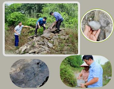 Fossil traces discovered by Yen Bai Museum staffs