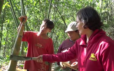 Residents of Suoi Bu Commune actively participate in planting and developing Bat Do bamboo.