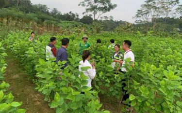 Residents of the silkworm region in Tran Yen exchange techniques for planting and caring for areas affected by the disaster.