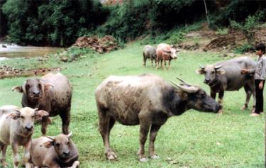 Chăn nuôi trâu sinh sản ở xã Nghĩa Tâm (Văn Chấn).
