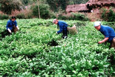 Nông dân xã Chấn Thịnh, Văn Chấn thu hái chè.
