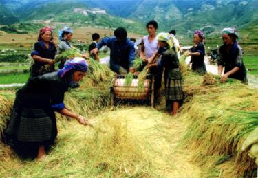 Mùa vàng ở vùng cao. (Ảnh: Đặng Phương Lan)