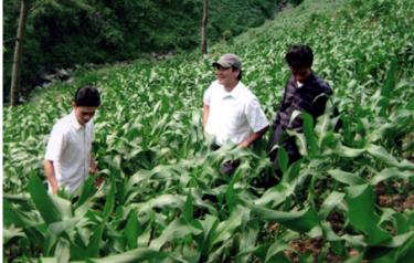 Nhiều diện tích đất hoang ở Trạm Tấu đã được nhân dân đưa cây ngô vào gieo trồng góp phần bảo đảm an ninh lương thực.
