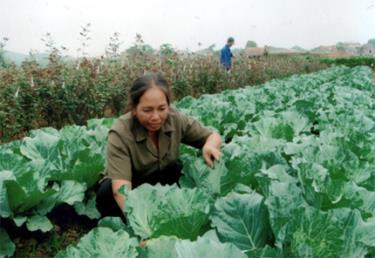 Dù khó khăn nhưng những loại rau chính như bắp cải, su hào vẫn tiếp tục được trồng trong vụ đông này dù phải nhường một phần diện tích cho trồng hoa.
