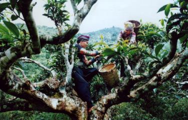 Vùng chè Shan tuyết Suối Giàng (Văn Chấn) với những cây chè cổ thụ hàng trăm năm tuổi. (Ảnh: Hoàng Nhâm)
