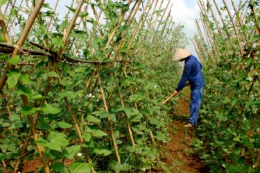 Nông dân xã Tuy Lộc, thành phố Yên Bái chăm sóc rau màu vụ hè thu.