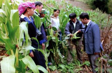 Nhân dân xã Chế Cu Nha kiểm tra ngô thu đông chuẩn bị cho thu hoạch.
(Ảnh: Thái Hưng)