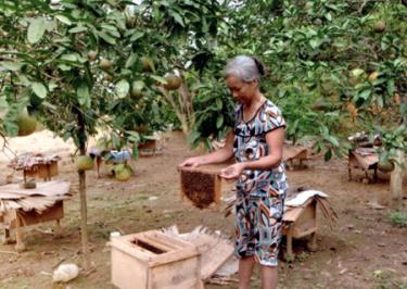 Một hộ nuôi ong ở Đồng Danh.