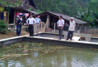 Nhiều mô hình nuôi ba ở thị xã Nghĩa Lộ đem lại thu nhập cao cho các hộ chăn nuôi.