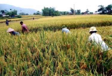 Đến nay, Văn Chấn đã đạt tổng sản lượng lương thực có hạt 58.000 tấn, bình quân lương thực đầu người 355 kg/năm. Ảnh: Nông dân xã Phúc Sơn, huyện Văn Chấn thu hoạch lúa mùa.   (Ảnh: Văn Tuấn)