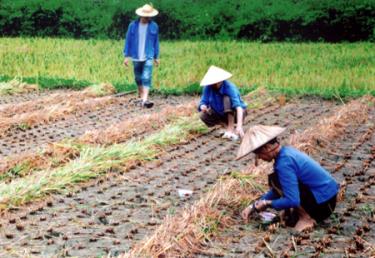 Nông dân xã Lâm Thượng trồng ngô đông dưới chân ruộng.
