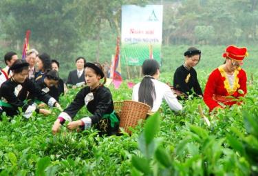 Một hoạt động trong Ngày hội Chè Thái Nguyên năm trước.
