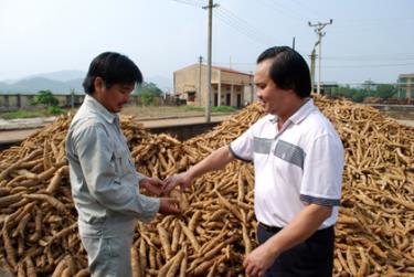 Cán bộ kỹ thuật Nhà máy kiểm tra chất lượng sắn tươi trước khi đưa vào sản xuất.