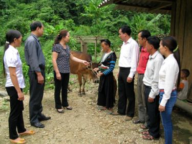 Bà Sùng Thị Chư - Phó chủ tịch Ủy ban MTTQ Việt Nam tỉnh Yên Bái trao trâu bò cho hộ nghèo ở xã Suối Bu, huyện Văn Chấn.
