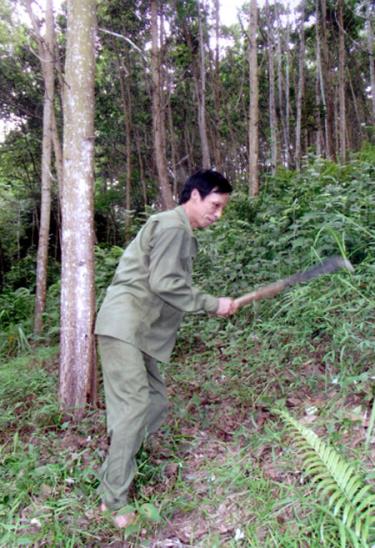 Ông Bùi Công Lợi đang chăm sóc đồi cây của gia đình.