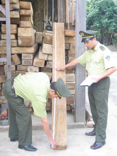 Cán bộ hạt kiểm lâm Văn Chấn đo gỗ tịch thu.

