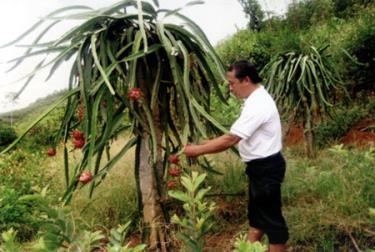 Vườn thanh long ruột đỏ của gia đình ông Phạm Thế Cầu cho hiệu quả kinh tế cao.