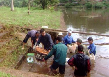 Cán bộ Chi cục Thủy sản tỉnh tham gia thả cá xuống hồ.