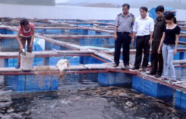 Tài nguyên nước trên hồ Thác Bà đã được khai thác hiệu quả trong chăn nuôi thủy sản.