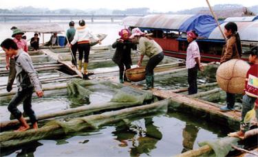 Khu vực thu mua tôm đánh bắt trên hồ Thác Bà tại bến Mông Sơn.
(Ảnh: Thanh Miền)