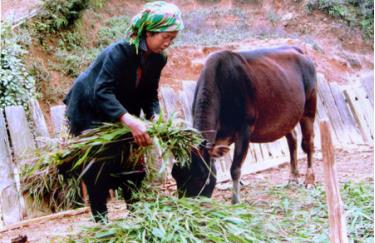 Nhận bò giống từ Dự án Giảm nghèo giai đoạn II, gia đình ông Giàng A Sa ở xã bản Mù (Trạm Tấu) đã chăm sóc rất chu đáo.
