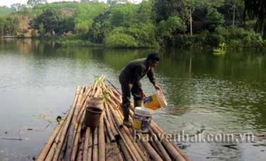 Hơn 1ha ao thả cá cho gia đình chị Xuân mỗi năm thu lãi gần 60 triệu đồng.
