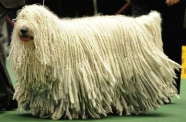 Giống chó Komondor có bộ lông rất dài và dày. 
