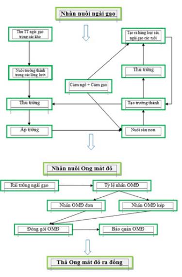 Quy trình nhân nuôi Ong mắt đỏ tại phòng Côn trùng học thực nghiệm.