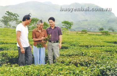 Cụ Nguyễn Hữu Bính thăm lại đồi chè tự tay mình trồng.
