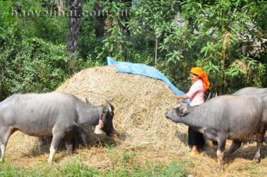 Lãnh đạo xã Phong Dụ Thượng thường xuyên xuống các thôn bản để tuyên truyền nhắc nhở người dân làm cây rơm.