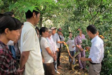 Một lớp hướng dẫn kỹ thuật trồng bưởi ở xã Đại Minh (Yên Bình).
