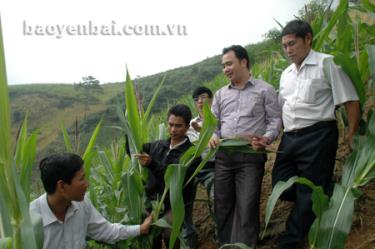 Đồng chí Giàng A Câu (thứ 2, phải sang) - Phó bí thư Huyện ủy Trạm Tấu kiểm tra tình hình sản xuất ngô đồi ở thôn Tấu Dưới, xã Trạm Tấu.