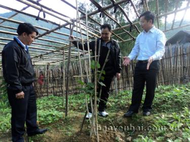 Đồng chí Giàng A Câu (giữa) - Phó bí thư Huyện ủy Trạm Tấu kiểm tra mô hình trồng su su ở xã Phình Hồ.